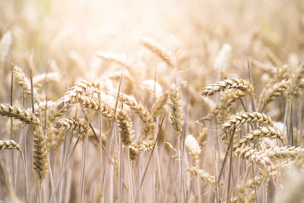 closeup-selective-focus-shot-beautiful-wheat-field-sunny-day