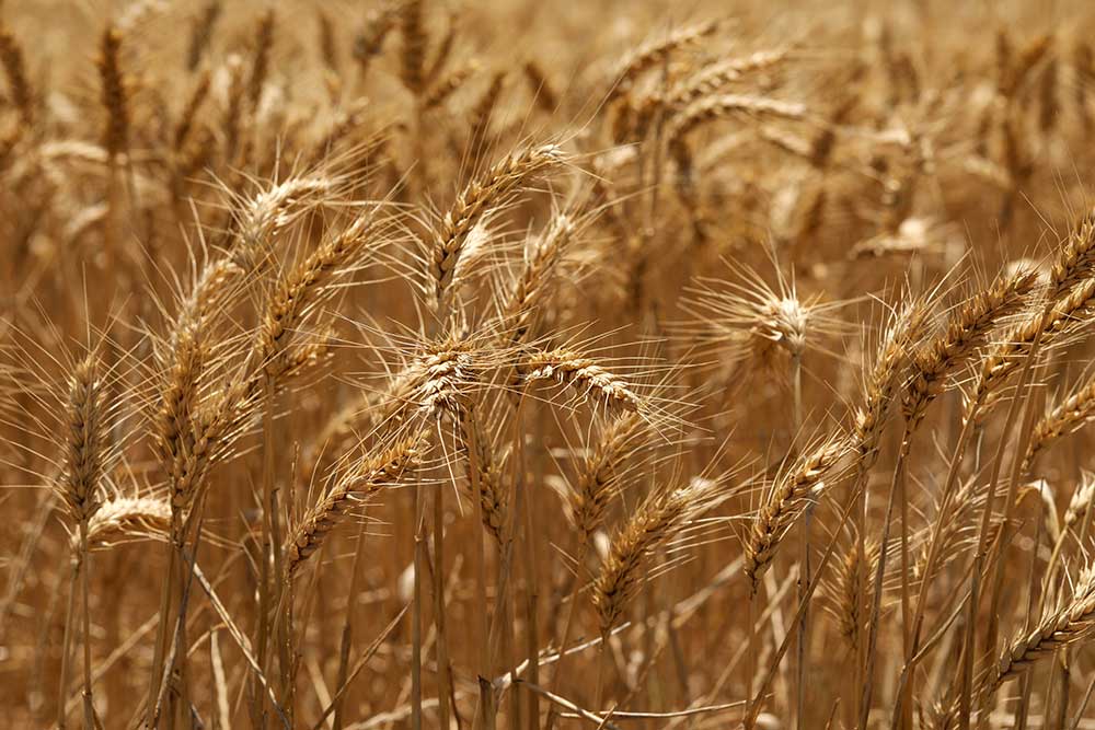 selective-focus-shot-golden-ears-wheat-field-(1)