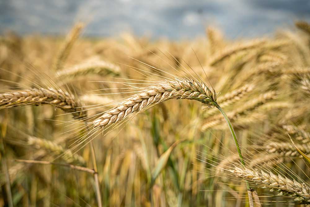 selective-focus-shot-wheat-branches-growing-field